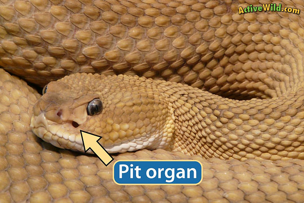 A picture of a rattlesnakes head with a label showing the opening that is called the pit organ.